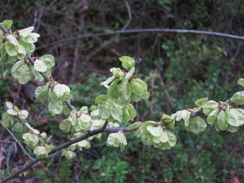 Ulmus rubra (Slippery elm) — photo
