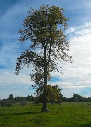 Ulmus thomasii (Rock elm) — photo