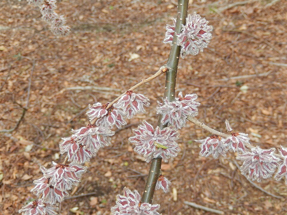 Ulmus villosa (Cherry bark elm) — photo