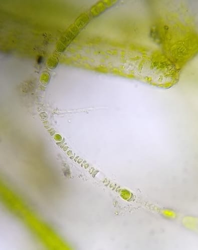 Ulothrix flacca — photo