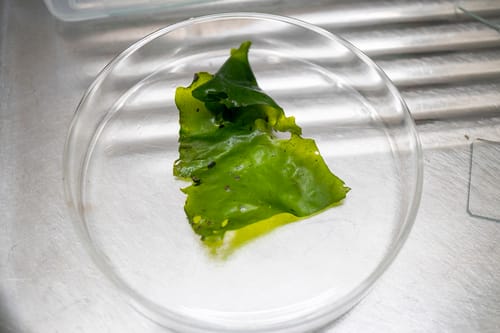 Ulva australis (Green algae) — photo