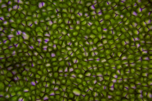 Ulva australis (Green algae) — photo
