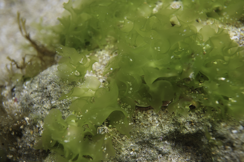 Ulva australis