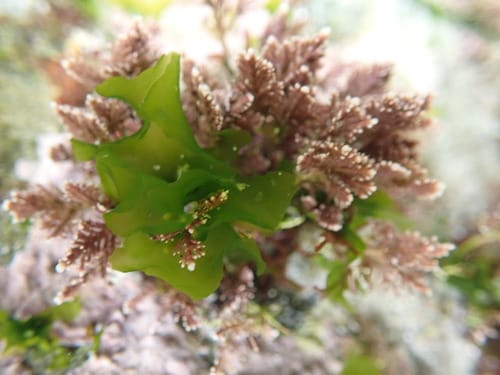 Ulva californica — photo