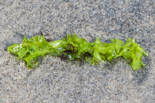 Ulva californica