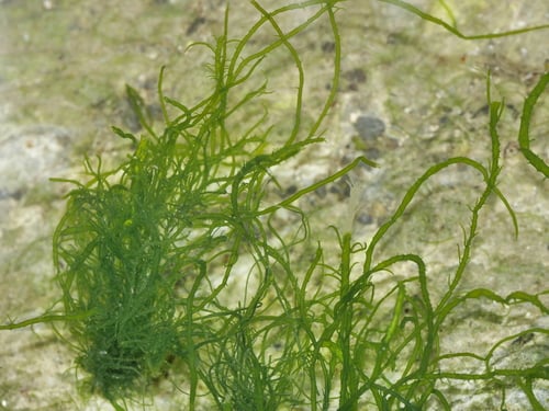Ulva compressa