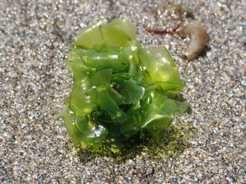 Ulva conglobata (Green algae) — photo