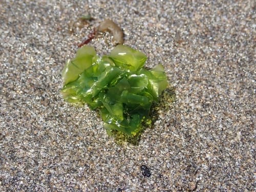 Ulva conglobata (Green algae) — photo