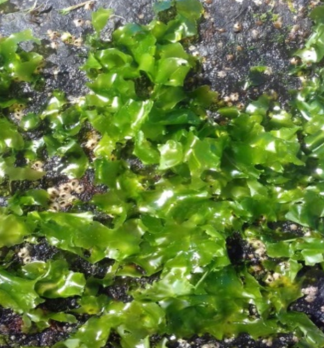 Ulva fasciata (Sea lettuce) — photo