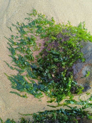 Ulva fasciata (Sea lettuce) — photo