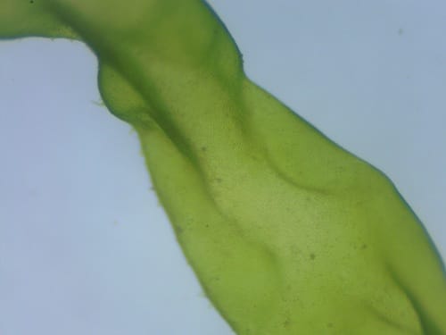 Ulva flexuosa — photo