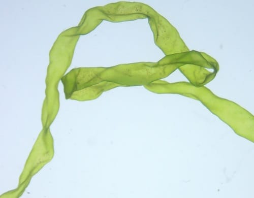 Ulva flexuosa — photo