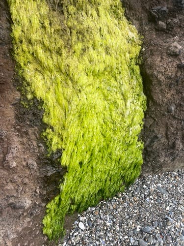 Ulva intestinalis (Green algae) — photo