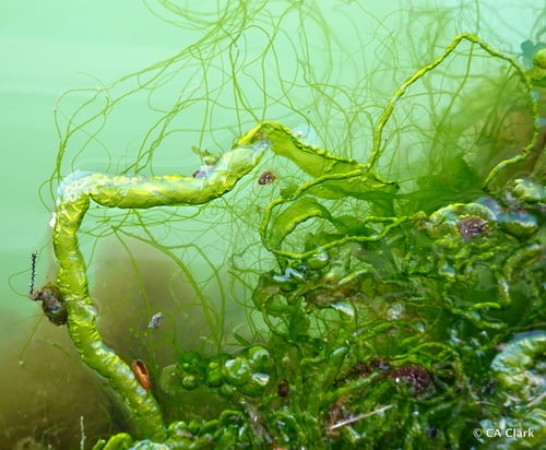Ulva intestinalis