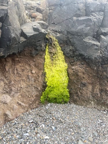 Ulva intestinalis (Green algae) — photo