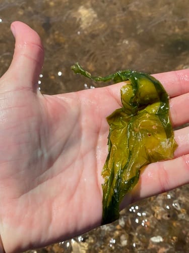 Ulva lactuca (Sea Lettuce) — photo