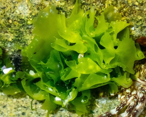 Ulva lactuca