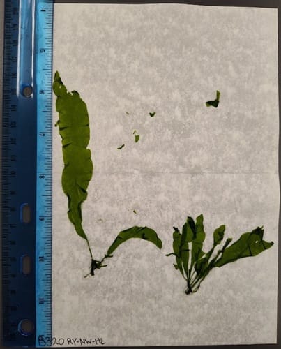 Ulva linza (Slender sea lettuce) — photo