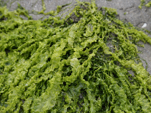 Ulva linza