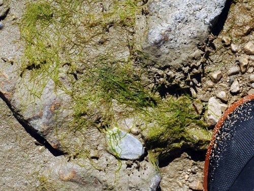 Ulva prolifera — photo