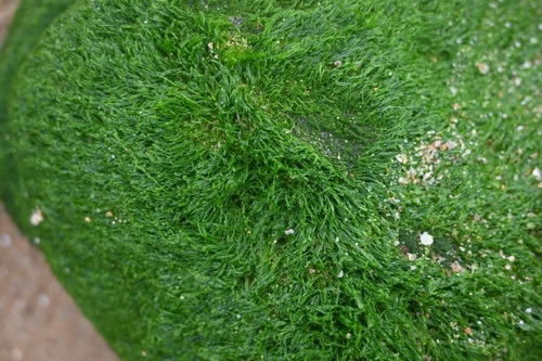 Ulva prolifera — photo