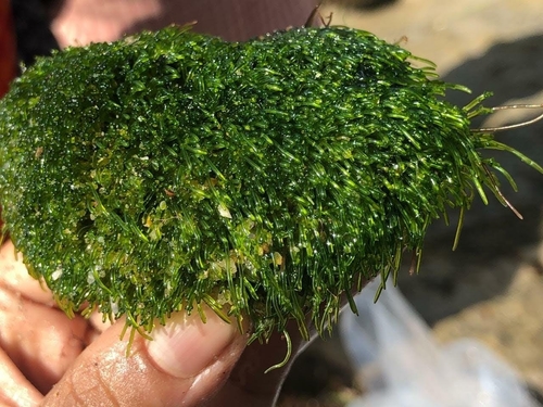 Ulva prolifera