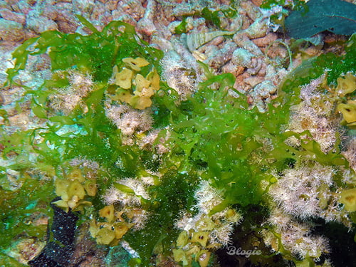 Ulva reticulata