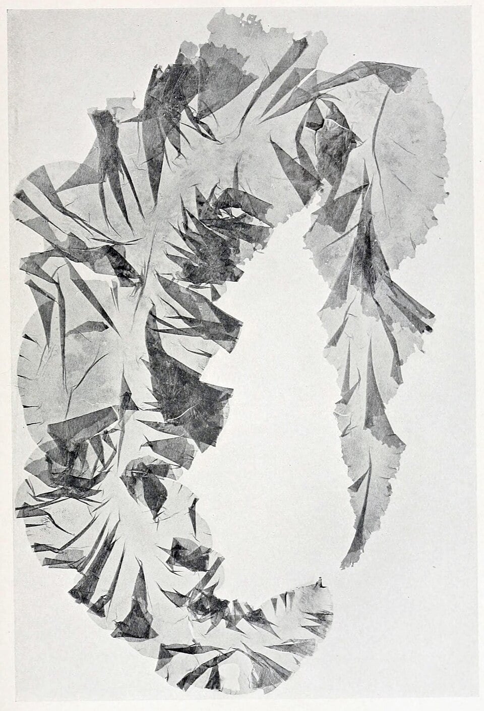 Ulva stenophylla