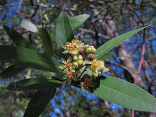 Umbellularia californica (California laurel) — photo