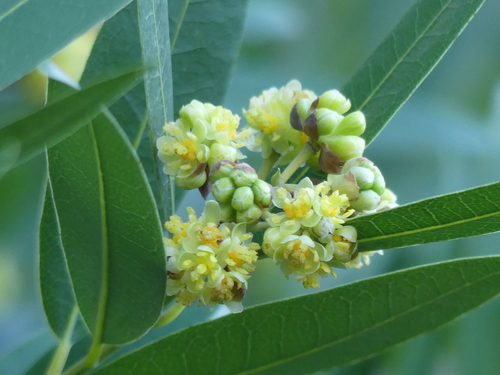 Umbellularia californica (California laurel) — photo