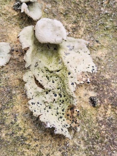 Umbilicaria muehlenbergii