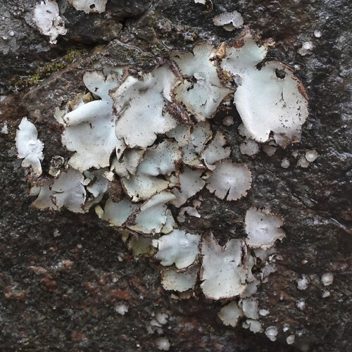 Umbilicaria vellea (Rock tripe) — photo