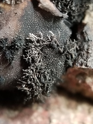Umbilicaria vellea (Rock tripe) — photo
