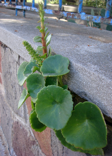 Umbilicus horizontalis (Horizontal navelwort) — photo