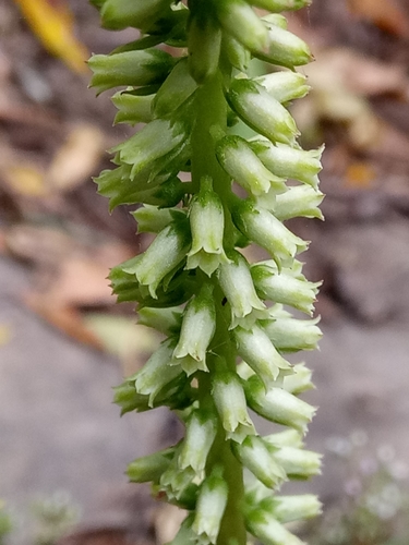 Umbilicus horizontalis (Horizontal navelwort) — photo