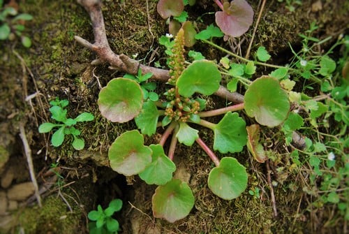 Umbilicus horizontalis