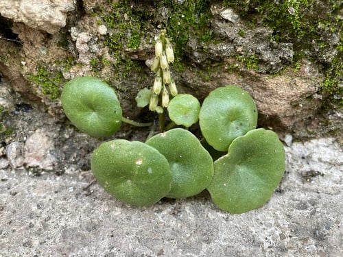 Umbilicus rupestris (Pennywort) — photo