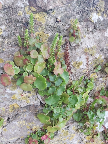 Umbilicus rupestris (Pennywort) — photo
