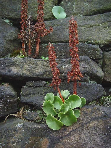 Umbilicus rupestris