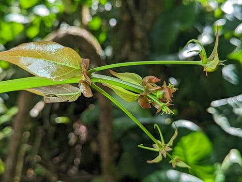 Uncaria acida — photo