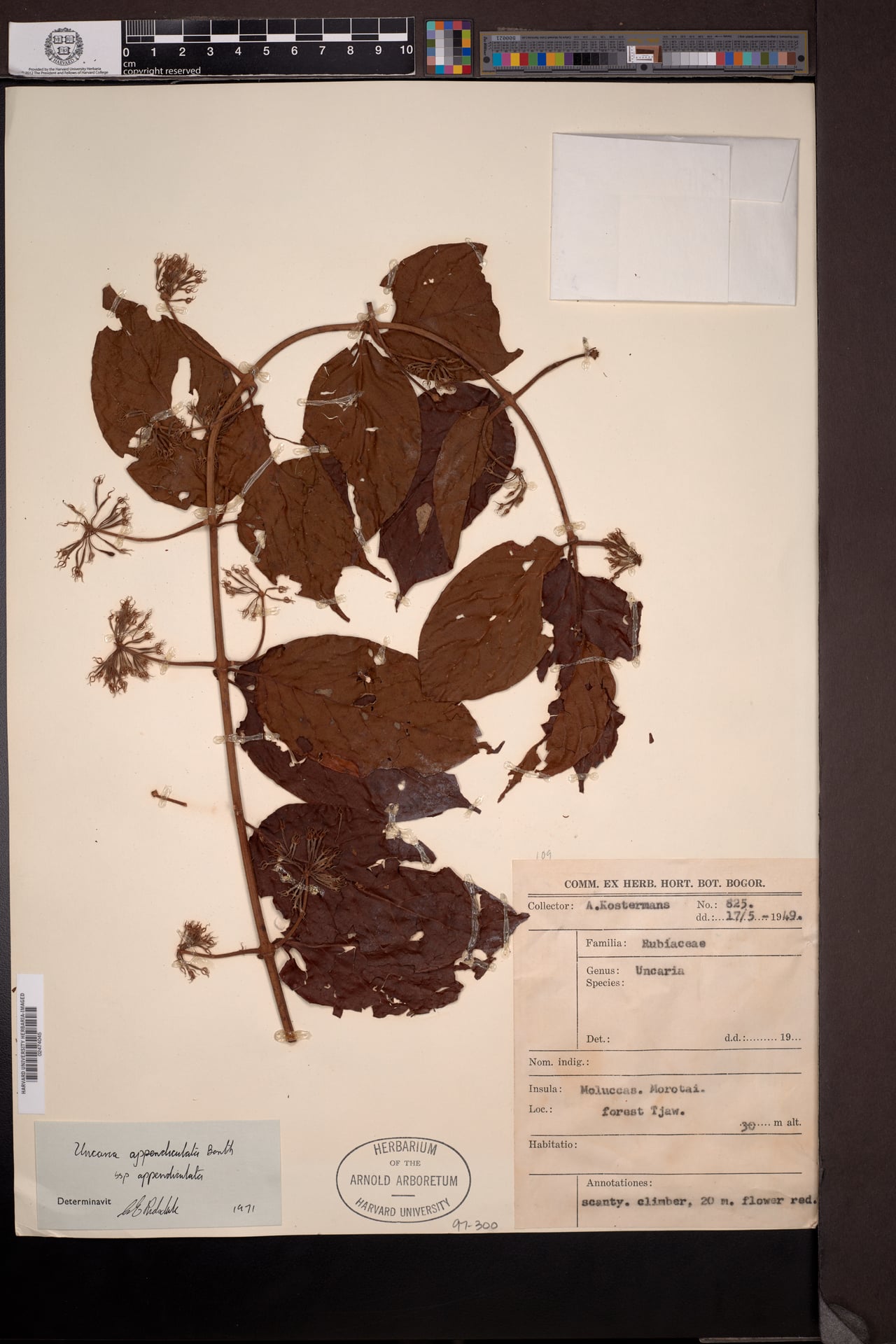 Uncaria appendiculatus subsp. longiflora