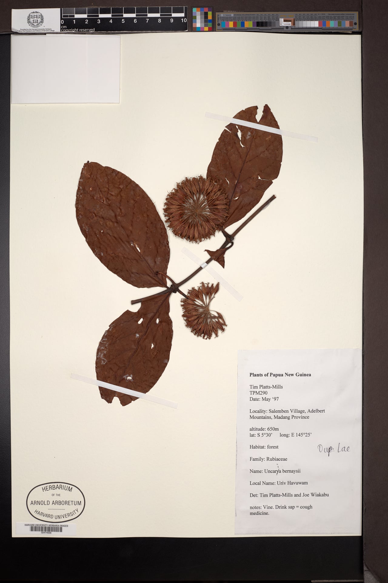 Uncaria bernaysii — photo