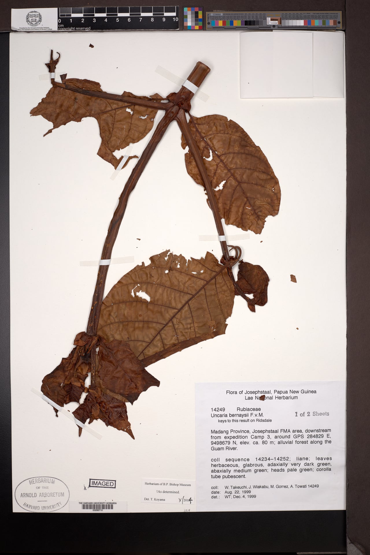 Uncaria bernaysii
