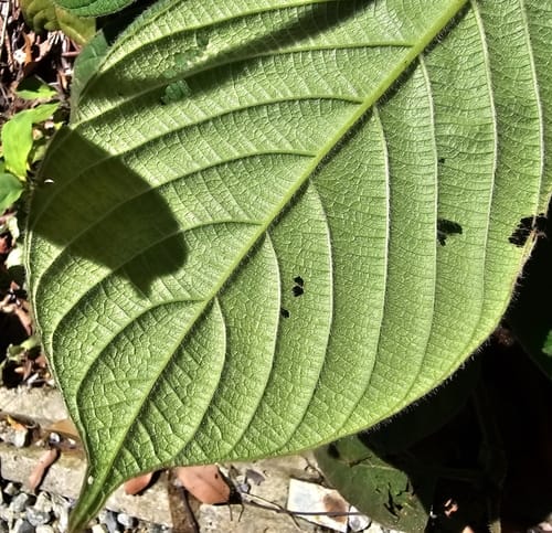 Uncaria cordata (Heart-shaped cordata) — photo