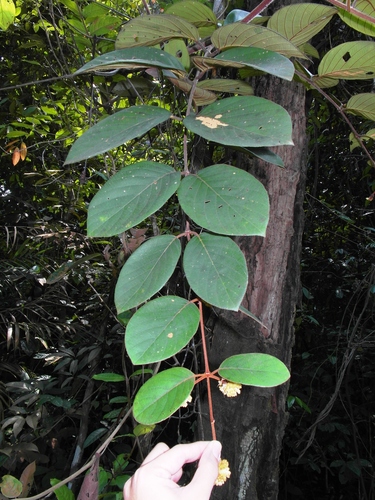 Uncaria cordata