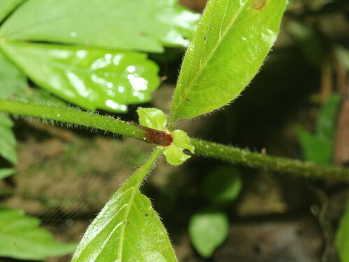 Uncaria hirsuta — photo