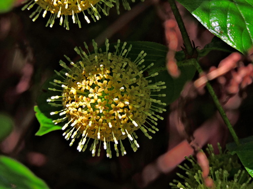 Uncaria hirsuta — photo