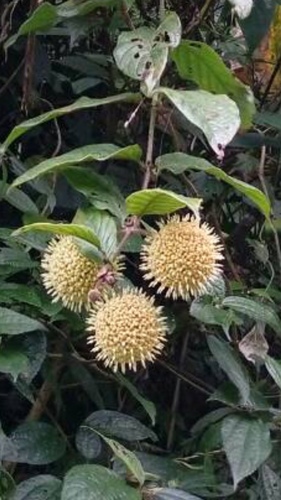 Uncaria hirsuta