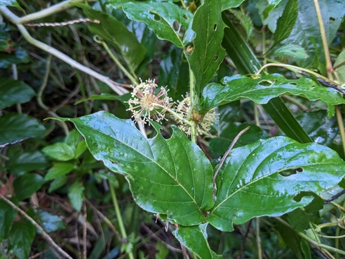 Uncaria lanosa — photo