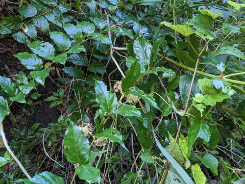 Uncaria lanosa — photo